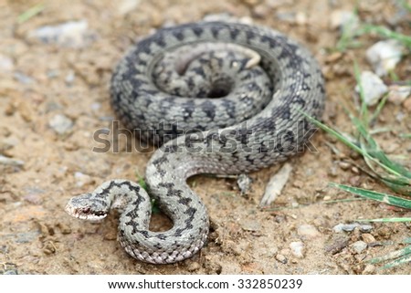 Similar – Image, Stock Photo rare meadow viper in natural habitat