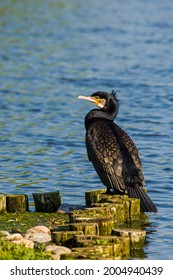 Common European Cormorant On A Pond In London, UK