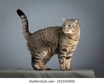 1,150 European common cat Images, Stock Photos & Vectors | Shutterstock