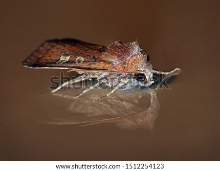 Common european house moth isolated with its own reflection. Macro close-up of a wild red and brown living moth (Oecophoridae) taken inside of a house.  Stock photo © 