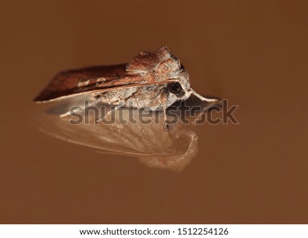 Common european house moth isolated with its own reflection. Macro close-up of a wild red and brown living moth (Oecophoridae) taken inside of a house.  Stock photo © 