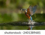 Common European Kingfisher (Alcedo atthis). Kingfisher flying after emerging from water with caught fish prey in beak on green natural background. Kingfisher caught a small fish                       