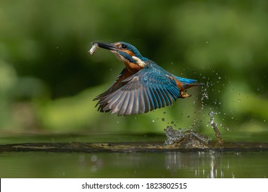 Common European Kingfisher (Alcedo atthis). Kingfisher flying after emerging from water with caught fish prey in beak on green natural background. Kingfisher caught a small fish