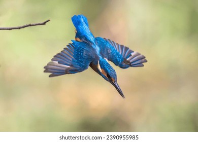 Common European Kingfisher (Alcedo atthis).  river kingfisher diving in water from lookout post on green natural background