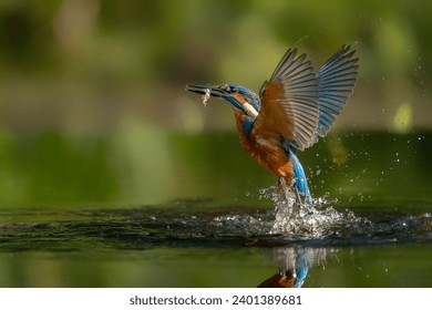 Common European Kingfisher (Alcedo atthis). Kingfisher flying after emerging from water with caught fish prey in beak on green natural background. Kingfisher caught a small fish                        - Powered by Shutterstock