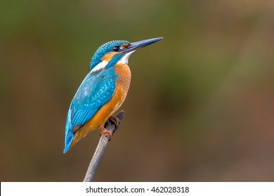 Common European Kingfisher (Alcedo atthis) perched on a stick above the river and hunting for fish. This sparrow-sized bird has the typical short-tailed, large-headed kingfisher profile.
