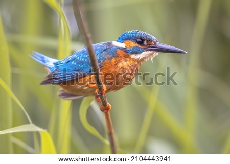 Common European Kingfisher (Alcedo atthis) perched on reed above the river and hunting for fish. This colorful Bird is Quite Common all over Europe. Wildlife Scene of Nature in Europe. Bulgaria.