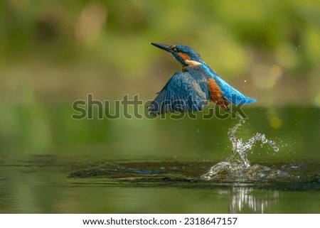Common European Kingfisher (Alcedo atthis) hunting for food. Kingfisher flying away after diving for fish in the forest in the Netherlands.                               