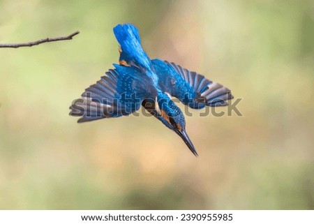 Common European Kingfisher (Alcedo atthis).  river kingfisher diving in water from lookout post on green natural background