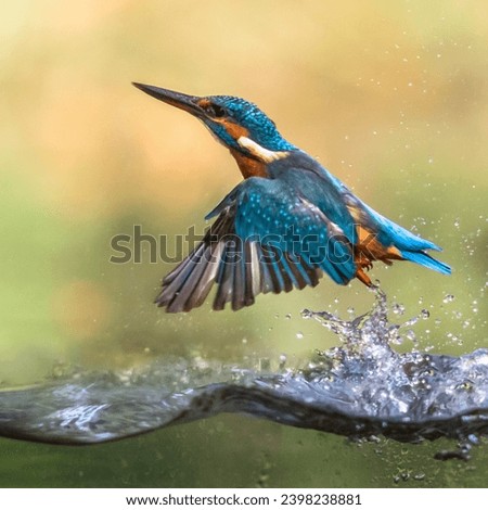 Common European Kingfisher (Alcedo atthis).  river kingfisher diving and emerging from water and flying back to lookout post on green background