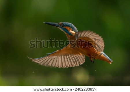 Common European Kingfisher (Alcedo atthis)  in flight on a green background isolated. Flying colorful bird Kingfisher. Kingfisher hovering. Green nature background.                     