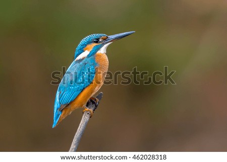 Similar – Image, Stock Photo Kingfisher (Alcedo atthis), male on his perch, Stuttgart, Baden-Württemberg, Germany, Europe