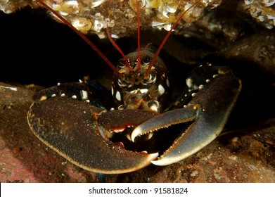 Common European Lobster