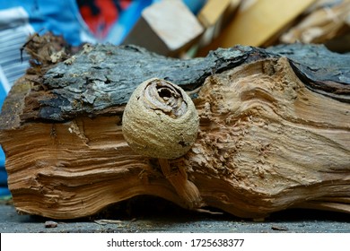 A Common European Queen Wasp (Vespula Vulgaris) Nest Used For Hibernating Over Winter, Found On Stored Logs, Gloucestershire, England, UK