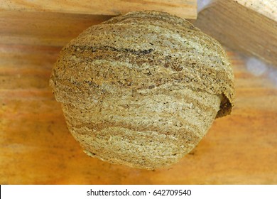 A Common European Queen Wasp (Vespula Vulgaris) Nest Used For Hibernating Over Winter, Found In A Garden Shed In Spring, Gloucestershire, England, UK