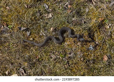 Common European Viper On The Ground At Örö, Kemiösaari, Finland.