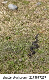 Common European Viper On The Ground At Örö, Kemiösaari, Finland.