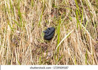 Common European Viper Rests In The Grass, Finland