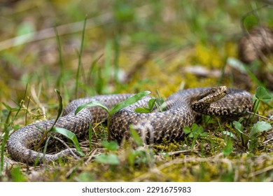 Common European Viper, Vipera berus, Bieszczady Mountains, Carpathians, Poland. - Shutterstock ID 2291675983