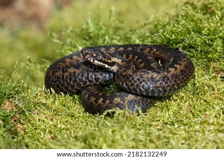 Similar – Vipera ursinii rakosiensis in situ