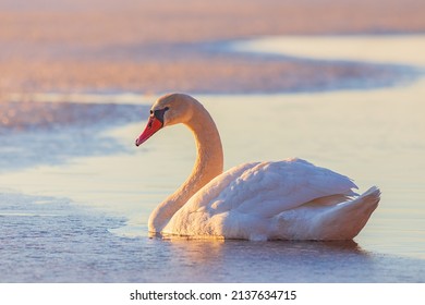 Common european wild big bird mute swan, Cygnus olor, evening light with bird - Shutterstock ID 2137634715