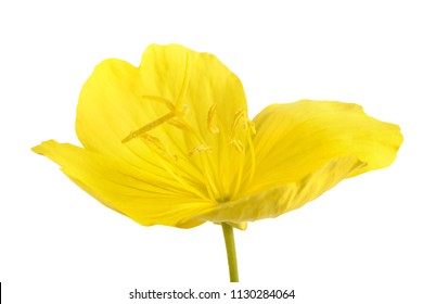 Common Evening Primrose Flower Isolated On White