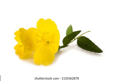 Common Evening Primrose Flower Isolated On White