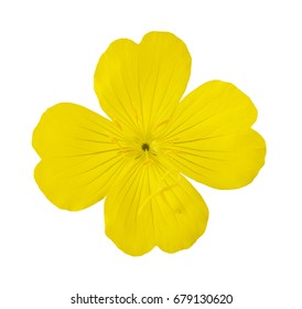 Common Evening Primrose Flower Isolated On White