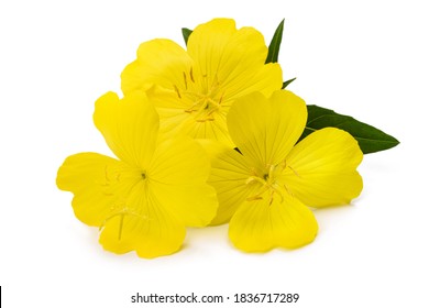 Common evening primrose flowers isolated on white - Shutterstock ID 1836717289