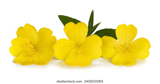 Common evening primrose flowers isolated on white - Powered by Shutterstock