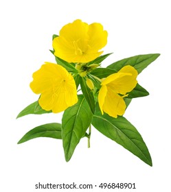 Common Evening Primrose Flowers Isolated On White