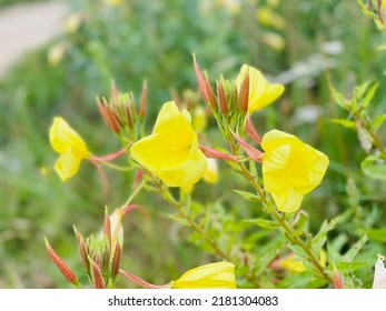 Common Evening Primrose (Oenothera biennis) in the garden. Oenothera - primrose. Common evening primrose. - Shutterstock ID 2181304083