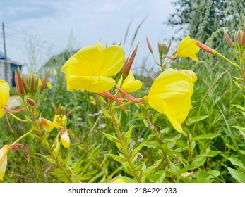 Common Evening Primrose (Oenothera biennis) in the garden. Oenothera - primrose. Common evening primrose. - Shutterstock ID 2184291933