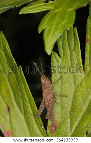 Common field grasshopper (Chorthippus brunneus) Larva on a leaf
