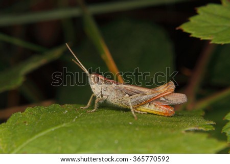 Common field grasshopper (Chorthippus brunneus) on a leaf