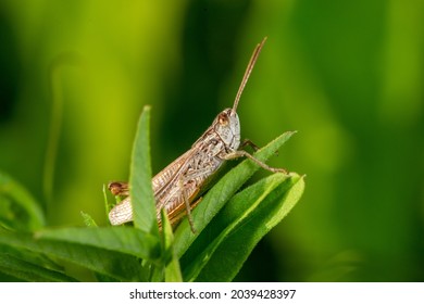 1,217 Common field grasshopper Images, Stock Photos & Vectors ...