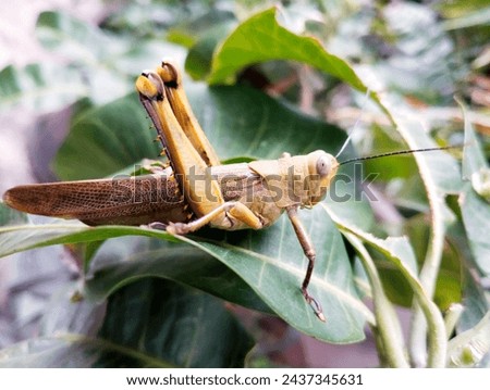 Common field grasshopper sitting on a green leaf macro photography in summer. Common field grasshopper sitting on a plant on a summer day close-up photo. Macro insect on transparent background