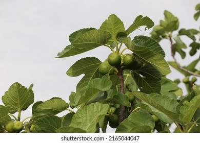 Common Fig (Ficus Carica). Close-up Of Fig Tree Edible Fruit. Selective Focus.