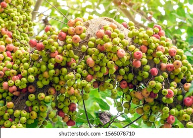 Common fig (Ficus carica) green and red fruits on ficus subpisocarpa tree in outdoor. Fruit on ficus subpisocarpa also known as fig is one of main foods of wild animals. - Shutterstock ID 1565078710
