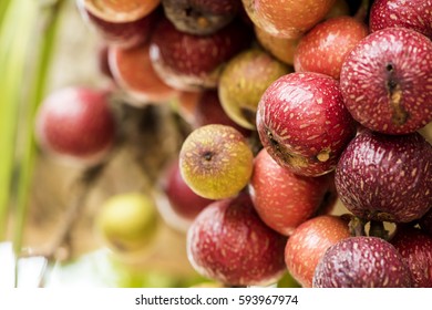 Common Fig Fruits On Tree.
