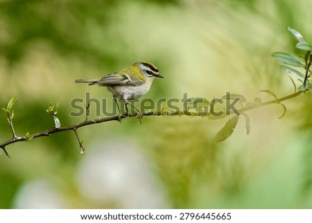 Common firecrest (Regulus ignicapillus) in the nature habitat. European smallest bird sits on a branch.                               