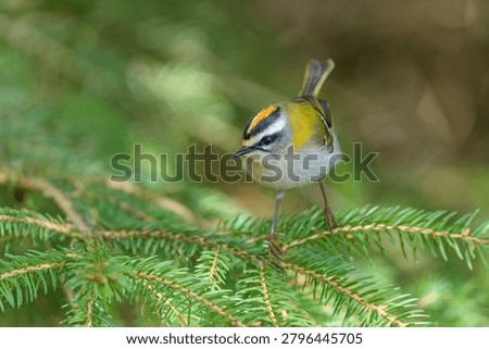 Common firecrest (Regulus ignicapillus) in the nature habitat. European smallest bird sits on a spruce branch.                               