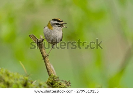 Common firecrest (Regulus ignicapillus) in the nature habitat. European smallest bird sits on a branch and sings.                               