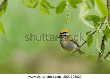 Common firecrest (Regulus ignicapillus) in the nature habitat. European smallest bird sits on a branch and sings.                               