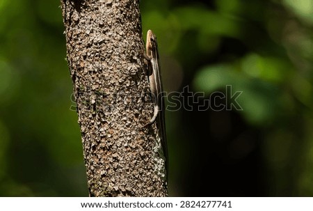 A common five-lined skink latches to the side of a tree Aug. 5, 2026, at the Paul and Ruth Henning Conservation Area near Branson, Missouri. 