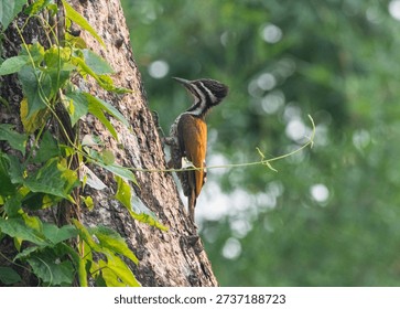 Common Flameback climbing on tree branch