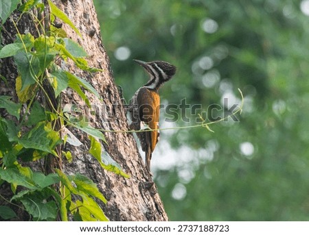 Common Flameback climbing on tree branch