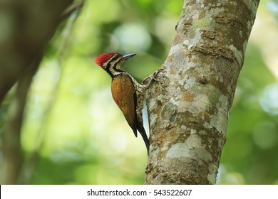 Common flameback or Common goldenback(Dinopium javanense), beautiful woodpecker in nature at huai kha khaeng Wildlife Sanctuary,Thailand