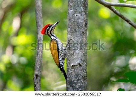 Common flameback in Ma Da forest, Dong Nai province, Vietnam