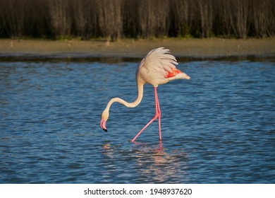 Common flamingo or pink flamingo (Phoenicopterus roseus) in the natural reserve of the Fuente de Piedra lagoon in Malaga. Andalusia, Spain
